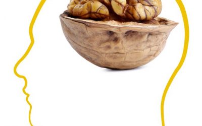 Why Walnut Resembles the Brain It Nourishes