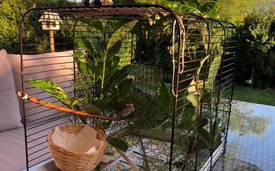 Fancy Yourself Free?