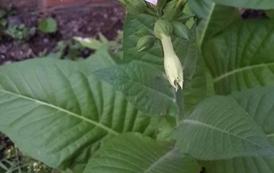 The Distortion of our Sacred Plant Medicines – and our Reconnection to their Healing Power!