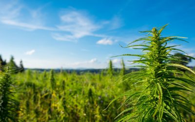 Cannabis Use Leads to Fewer, Less Painful Migraines