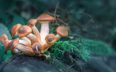 Magic Mushroom Ingredient May Improve Mental Health