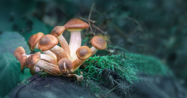 Magic Mushroom Ingredient May Improve Mental Health