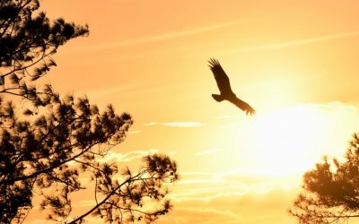 Jammin’ by Nowick Gray