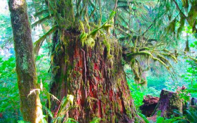 My Country, Intertidal  by Nowick Gray