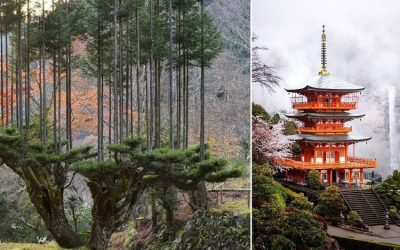Japan’s Ancient Forestry Technique Produces High-Grade Lumber With No Need to Chop Down Trees
