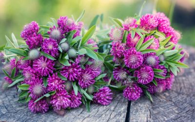 Red Clover Beats Inflammation and Oxidative Stress