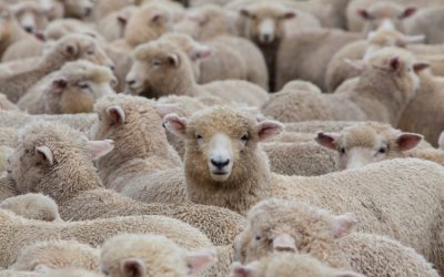 The Seven Reasons We Obey Authority