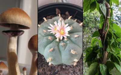 Ann Arbor becomes latest city to decriminalize “magic” mushrooms and other natural psychedelics