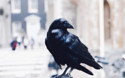 Crows Experience Complex Subjective Experiences and Consciousness