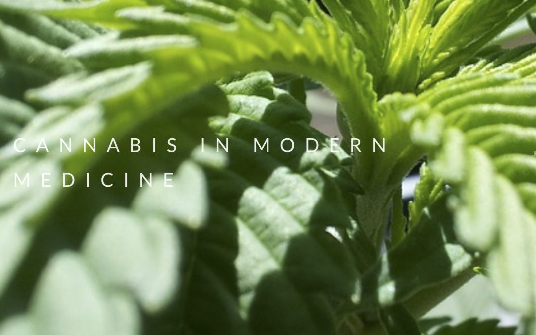 Cannabis in Modern Medicine