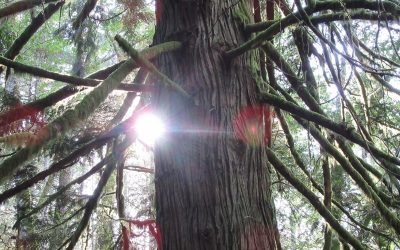 Myths of Human Nature by Nowick Gray