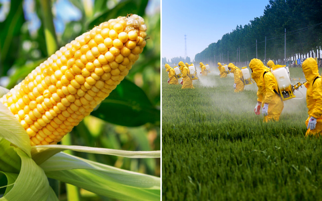 Mexico Decrees Ban on GMO Corn and Monsanto’s Glyphosate Weed Killer