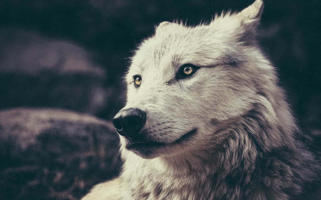 How to Embrace Being a Lone Wolf and Walk Your OWN Path