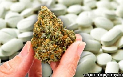As Overdose Deaths Hit Record High, Study Shows Cannabis Significantly Reduces Opioid Use