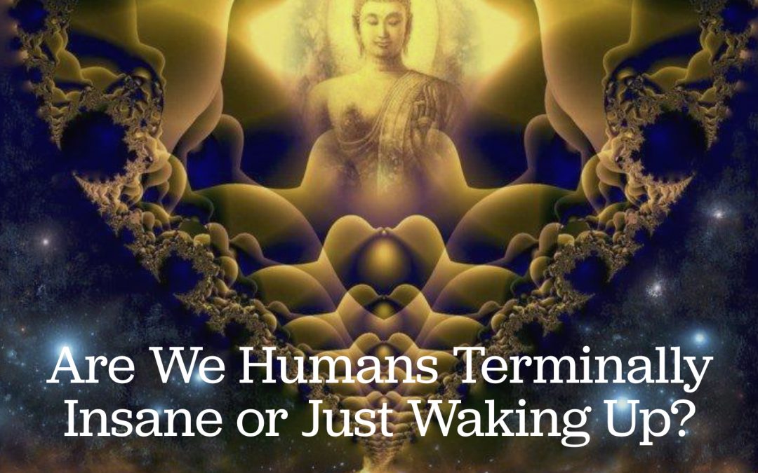 Are We Humans Terminally Insane or Just Waking Up?