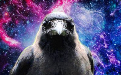 SCIENTISTS ARE RETHINKING ANIMAL COGNITION AS MORE EVOLUTIONARY BEHAVIORS EMERGE