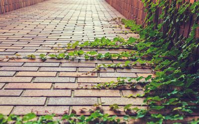 Wildcrafting Freedom By Nowick Gray