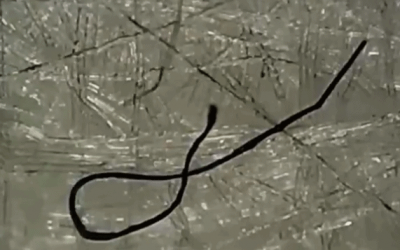 Strange Alive Worm-Like Fibers Found in Face Masks Produced for COVID