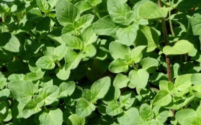 How to Use Oregano Oil to Treat Common Infections Without Drugs