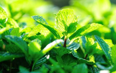 Magical Mint: 20 Top Health Benefits