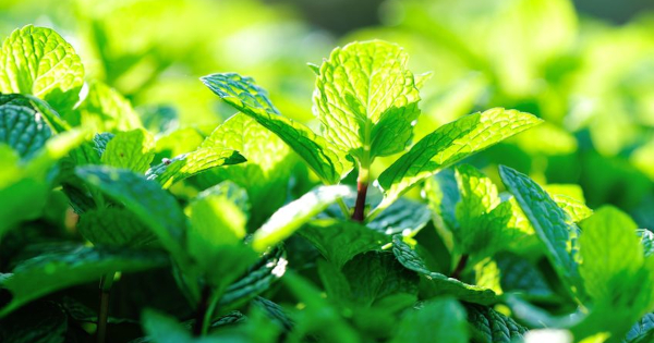 Magical Mint: 20 Top Health Benefits
