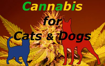 Cannabis for Cats & Dogs