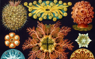 Morphic Resonance & Morphic Fields: Collective Memory & the Habits of Nature