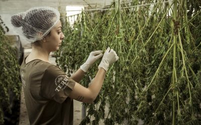 Politicians’ Biggest Anti-Marijuana-Legalization Talking Point Just Got Thoroughly Debunked: New Study