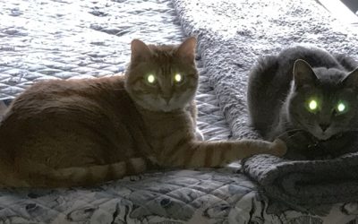 Zombie Cats Rule  by Nowick Gray