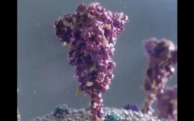 Visual Display of How mRNA Vaccine Affects Cells