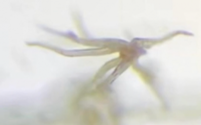 COVID Vax Creatures: Live, Self-Aware Critters Found Under Microscope