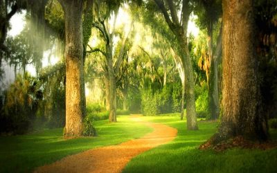Your Life Is Not Limited To One Path