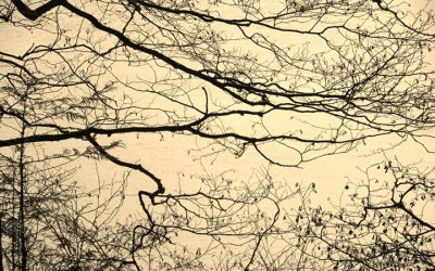 What is Metapolitical?  By Nowick Gray