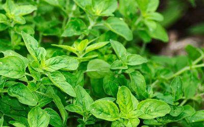 Staying Healthy with Wild Mediterranean Oil of Oregano