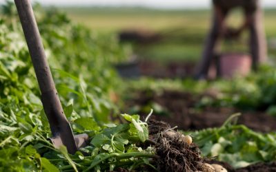 An Inconvenient Truth: The Peasant Food Web Feeds the World  Colin Todhunter