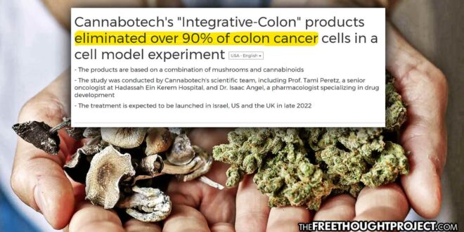 Researchers Discover Cannabis-Mushroom Combination that ‘Kills Over 90% of Colon Cancer Cells’