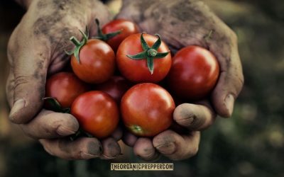 In Defense of Organic Farming