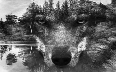 The Strength of The Wolf