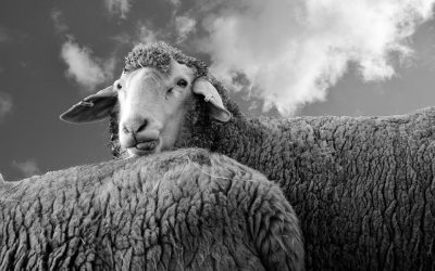 GULLIBILITY by Dr. Lynne Wooldridge