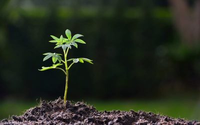 Compelling Evidence Suggests Plants Feel, Think & Could Even Be Telepathic