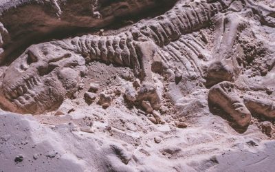 When Scientific Minds Abandon Scientific Principles: The Mystery Behind Why My Grandfather Refused to Talk About Dinosaurs