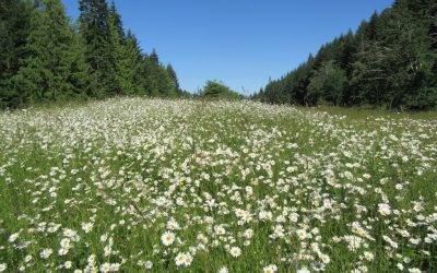 Pushing Up Daisies  by Nowick Gray