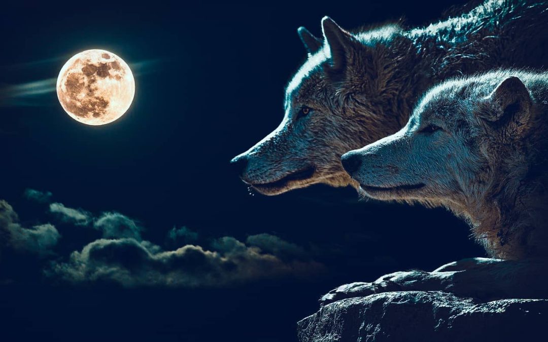 The Two Wolves Story (What it Really Means)