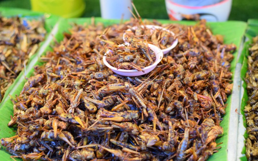 The Future of Food: Crickets! By Rosanne Lindsay