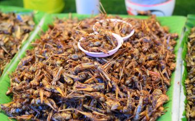 The Future of Food: Crickets! By Rosanne Lindsay