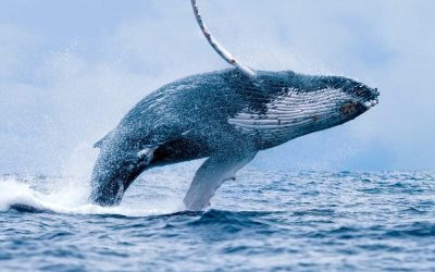 Blue Whales Eat 10 Million Pieces of Microplastic A Day & Humans Eat A Credit Card A Week