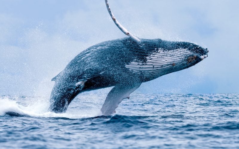 Blue Whales Eat 10 Million Pieces of Microplastic A Day & Humans Eat A Credit Card A Week
