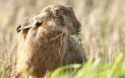 Hare Worship in the Ancient World