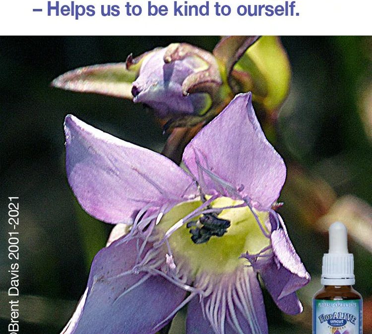 Which Flower Essences Do You Need?