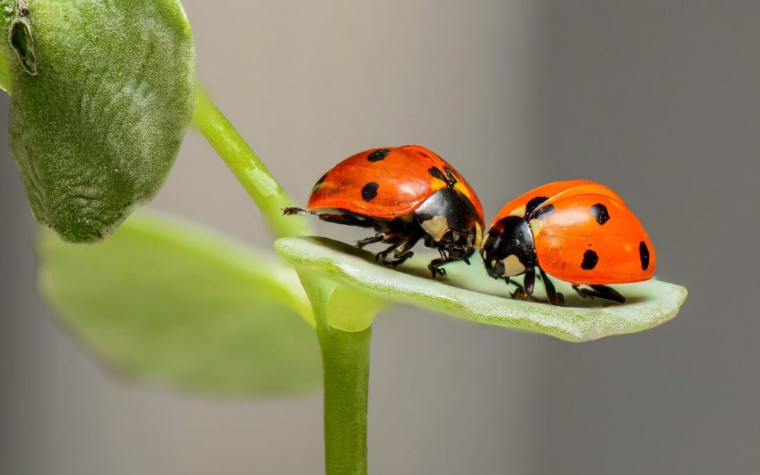 Ladybugs Galore! A Poem